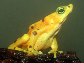 Смотреть фото Панамский арлекин Фото Панамский арлекин