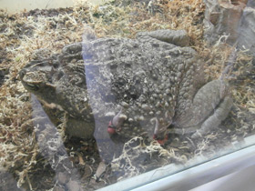 Смотреть фото Жаба-ага Фото Жаба-ага