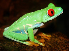 Смотреть фото Красноглазая квакша Фото Красноглазая квакша