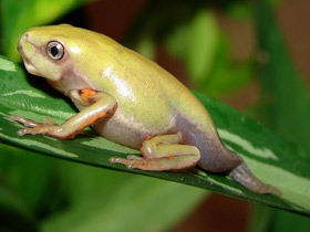 Смотреть фото Чакская филломедуза Фото Чакская филломедуза