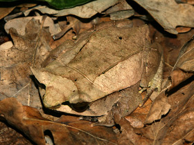 Фото Носатая рогатая чесночница