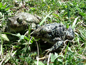 Фото Сирийская чесночница