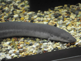 Смотреть фото Трехпалая амфиума Фото Трехпалая амфиума