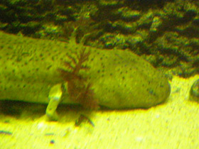 Смотреть фото Озёрный сирен Фото Озёрный сирен