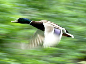 Обыкновенная кряква Обыкновенная кряква