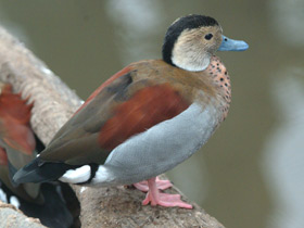 Кольчатый чирок Кольчатый чирок