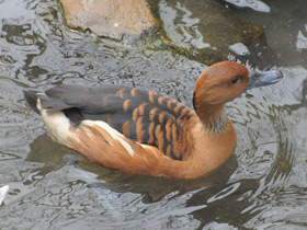 Фото Рыжая свистящая утка