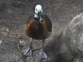 Смотреть фото Белолицая свистящая утка Фото Белолицая свистящая утка