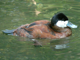 Американская савка Американская савка