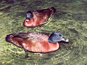 Смотреть фото Утка Хартлауба Фото Утка Хартлауба