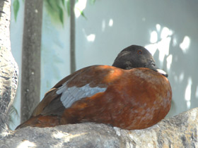 Смотреть фото Утка Хартлауба Фото Утка Хартлауба