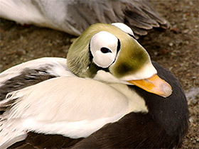 Смотреть фото Обыкновенная гага Фото Обыкновенная гага