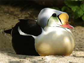 Смотреть фото Обыкновенная гага Фото Обыкновенная гага