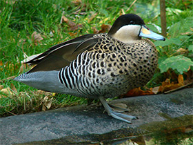 Смотреть фото Разноцветный чирок Фото Разноцветный чирок