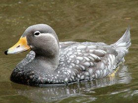 Патагонская утка-пароход Патагонская утка-пароход