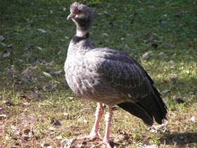 Смотреть фото Хохлатая паламедея Фото Хохлатая паламедея
