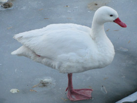 Смотреть фото Коскороба Фото Коскороба