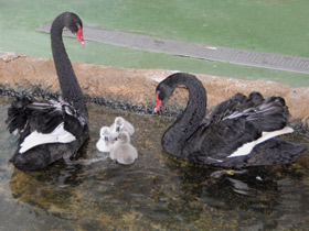 Смотреть фото Черный лебедь Фото Черный лебедь