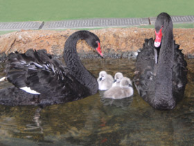 Смотреть фото Черный лебедь Фото Черный лебедь