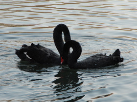 Черный лебедь Черный лебедь