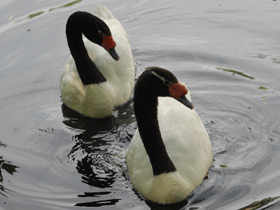 Смотреть фото Черношейный лебедь Фото Черношейный лебедь