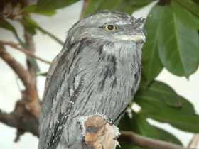 Смотреть фото Исполинский белоног Фото Исполинский белоног