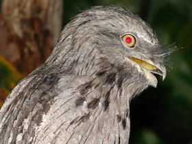 Смотреть фото Исполинский белоног Фото Исполинский белоног