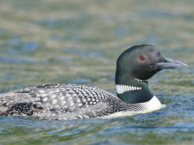 Фото Полярная гагара