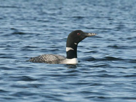 Фото Полярная гагара