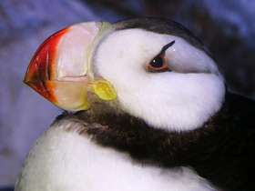 Ипатка Ипатка