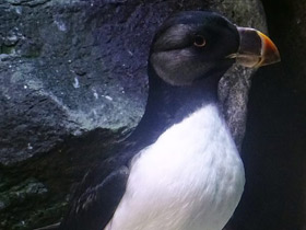 Смотреть фото Ипатка Фото Ипатка