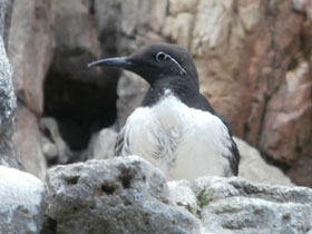 Смотреть фото Тонкоклювая кайра Фото Тонкоклювая кайра