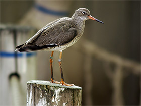 Смотреть фото Травник Фото Травник