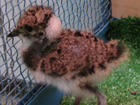 Смотреть фото Чибис Фото Чибис