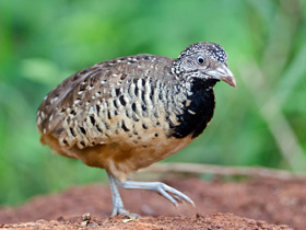 Смотреть фото Полосатая трёхперстка Фото Полосатая трёхперстка