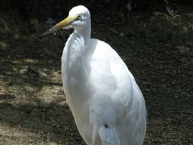 Фото Большая белая цапля