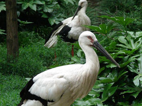 Фото Дальневосточный аист