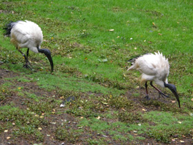 Фото Священный ибис