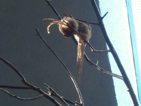 Смотреть фото Птицы-мыши Фото Птицы-мыши