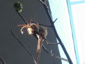 Смотреть фото Птицы-мыши Фото Птицы-мыши