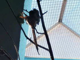 Смотреть фото Птицы-мыши Фото Птицы-мыши