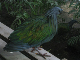 Смотреть фото Никобарский голубь Фото Никобарский голубь