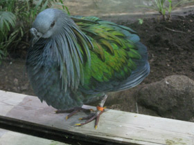 Смотреть фото Никобарский голубь Фото Никобарский голубь