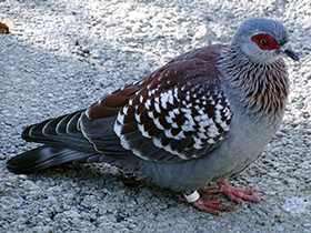 Смотреть фото Крапчатый голубь Фото Крапчатый голубь