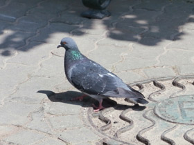 Смотреть фото Сизый голубь Фото Сизый голубь
