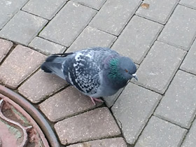 Смотреть фото Сизый голубь Фото Сизый голубь