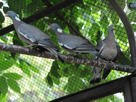 Смотреть фото Вяхирь Фото Вяхирь