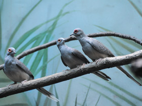 Смотреть фото Бриллиантовая горлица Фото Бриллиантовая горлица