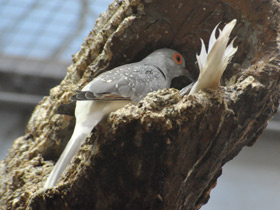 Смотреть фото Бриллиантовая горлица Фото Бриллиантовая горлица