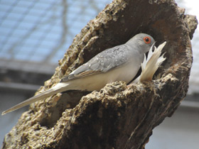 Смотреть фото Бриллиантовая горлица Фото Бриллиантовая горлица